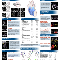 Chamber Quantification of the Right Heart Poster